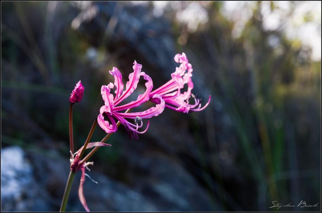 Pat Busch Mountain Reserve Robertson Buitenkant foto